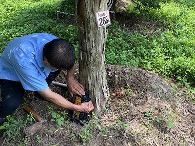 荔湾白蚁防治站如何发现园林绿化树木有白蚁危害