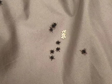 萝岗消杀虫害中心床垫生虫了有什么解决办法
