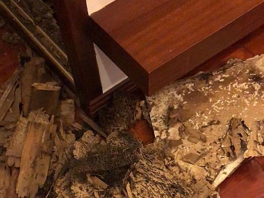 花都消灭白蚁中心快速区分常见的居家白蚁