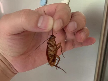 广州控制病媒生物——高楼蟑螂的三大来源