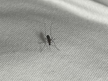 白云除四害中心家里有蚊子？灭蚊小技巧请收好