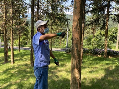 萝岗白蚁预防公司园林绿化有白蚁危害该如何灭治