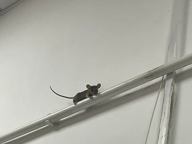 南沙上门灭鼠中心怎么驱赶老鼠最有效